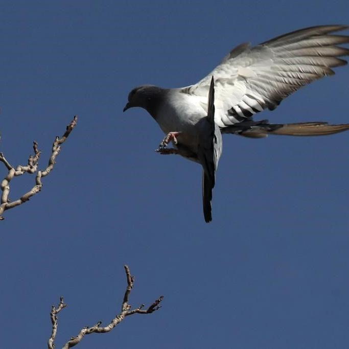 City of St. John's charges 70-year-old woman for feeding pigeons in her backyard